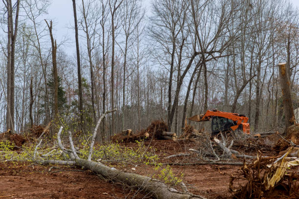 Best Utility Line Clearance  in USA